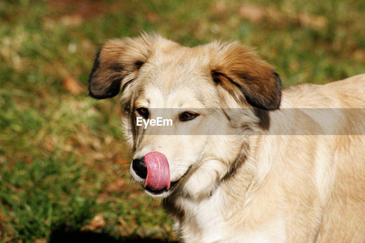 Close-up of a dog