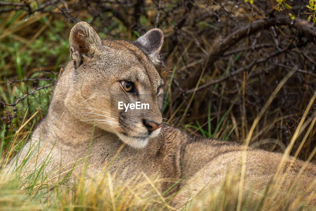 animal, animal themes, animal wildlife, mammal, wildlife, one animal, puma, plant, no people, feline, nature, carnivora, felidae, lion - feline, portrait, cat, safari, outdoors, grass, cougar, day, lioness, tree, relaxation, looking, big cat, travel destinations