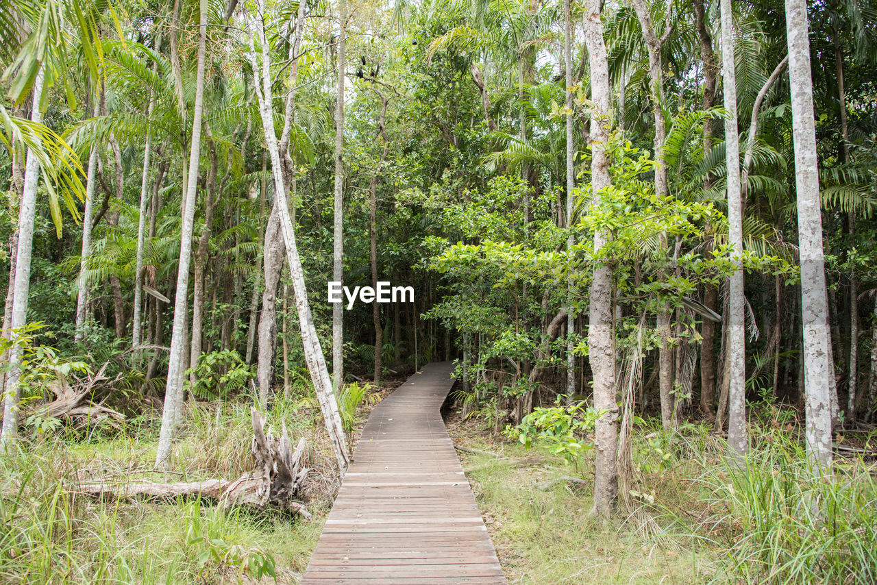 TREES GROWING IN FOREST