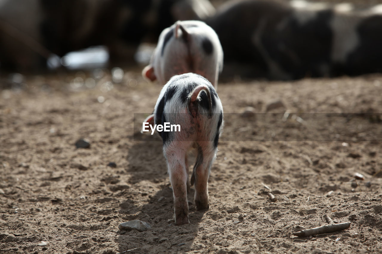 View of a pig on land