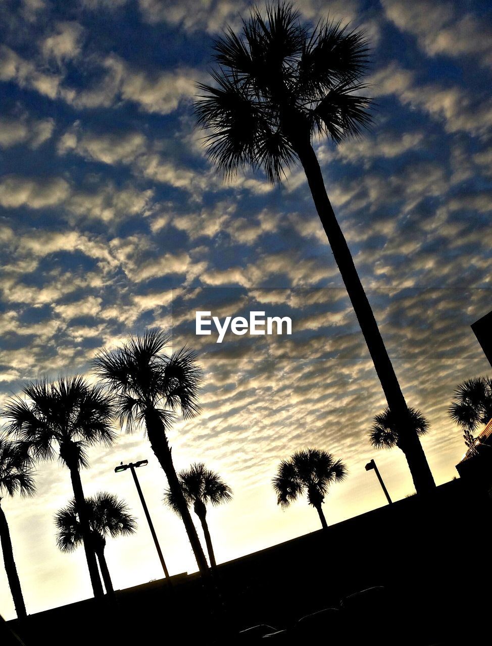 LOW ANGLE VIEW OF SILHOUETTE PALM TREE AGAINST SKY