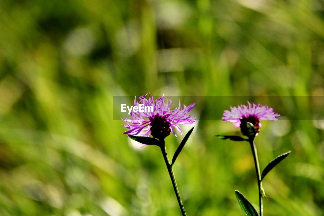 CLOSE-UP OF PURPLE FLOWERING PLANTS