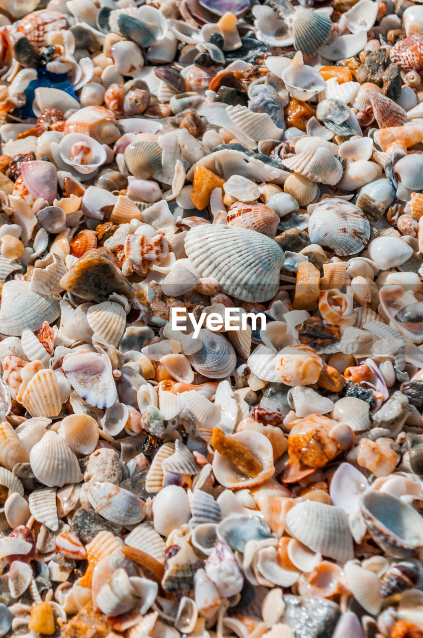 High angle view of seashells on pebbles at beach