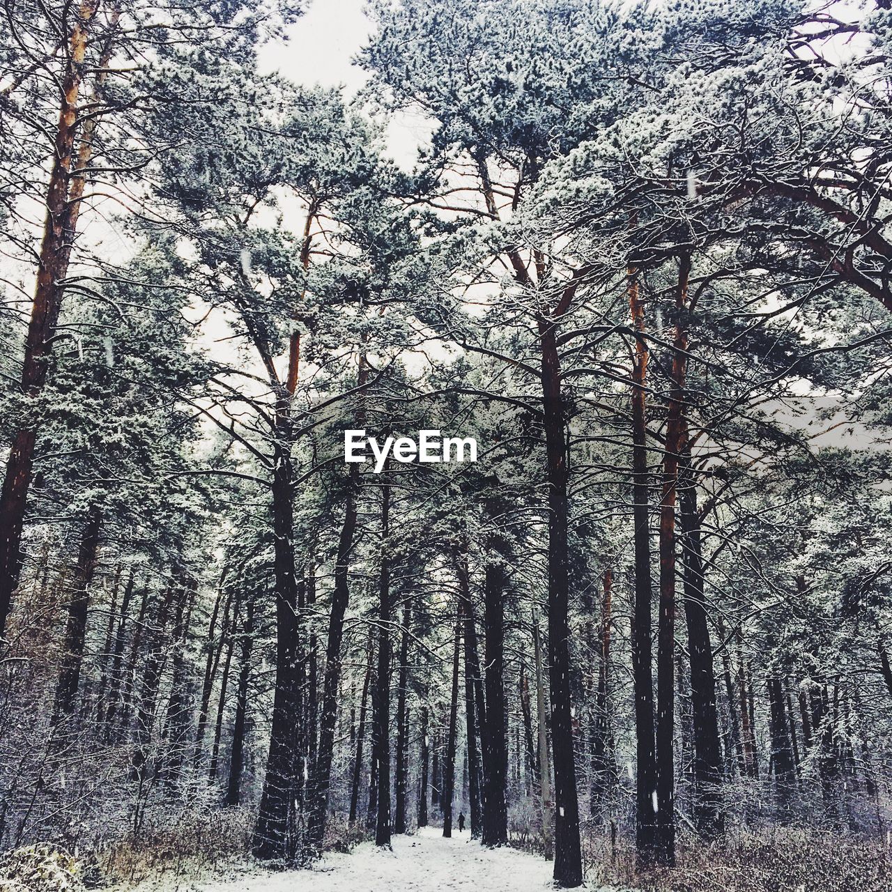 LOW ANGLE VIEW OF TREES GROWING IN FOREST