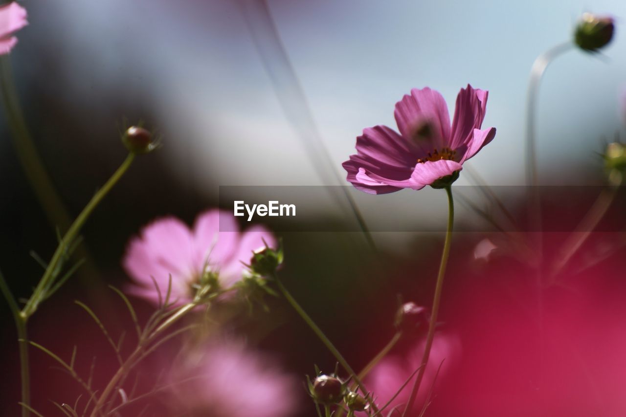 Close-up of pink flowers growing outdoors