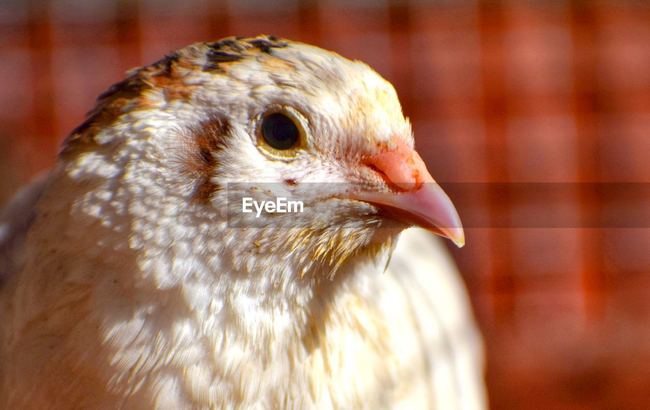 Close-up of a bird