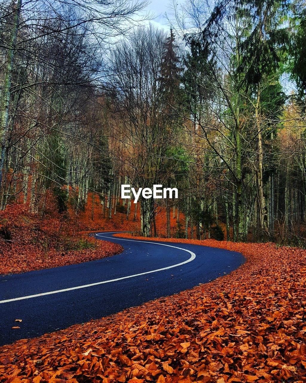 Road amidst trees in forest during autumn