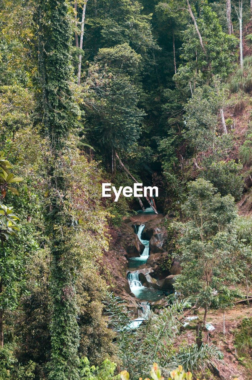 plant, tree, wilderness, forest, growth, land, woodland, nature, green, day, beauty in nature, high angle view, no people, tranquility, trail, scenics - nature, outdoors, tranquil scene, non-urban scene, lush foliage, foliage, rainforest, environment, autumn