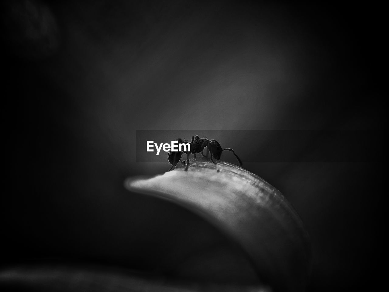 Close-up of ant on leaf