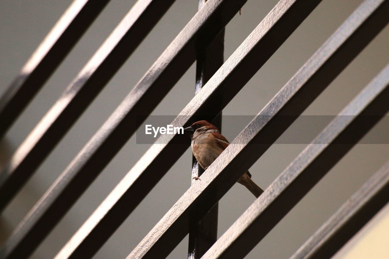 Low angle view of sparrow perching on railing
