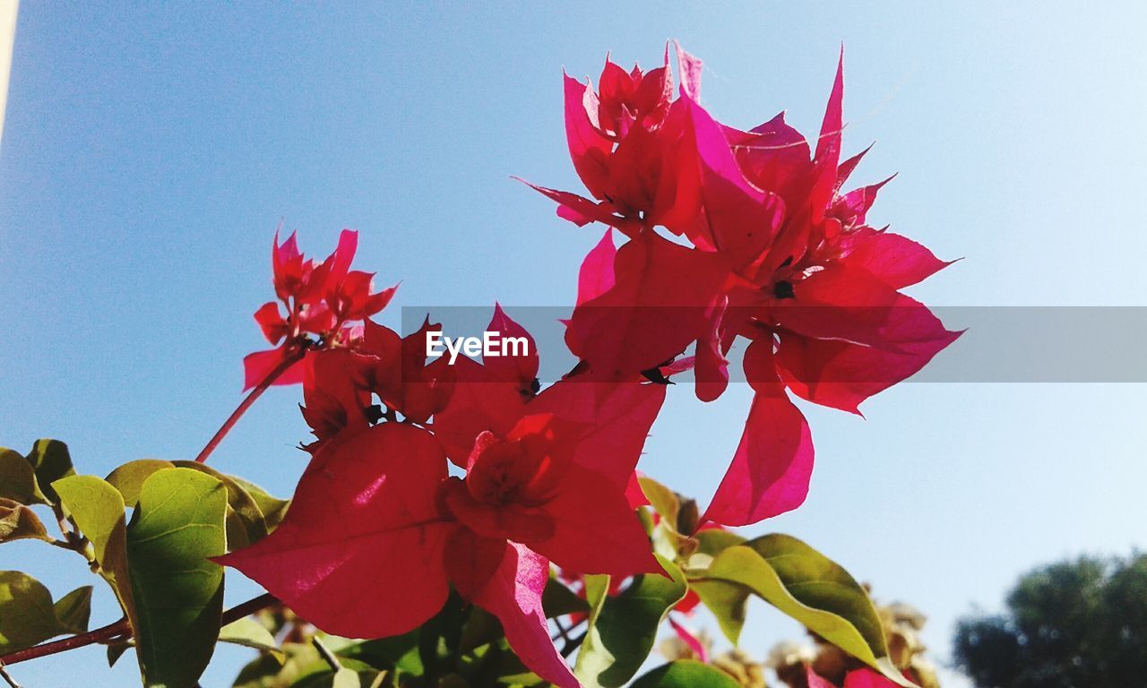 LOW ANGLE VIEW OF RED MAPLE TREE