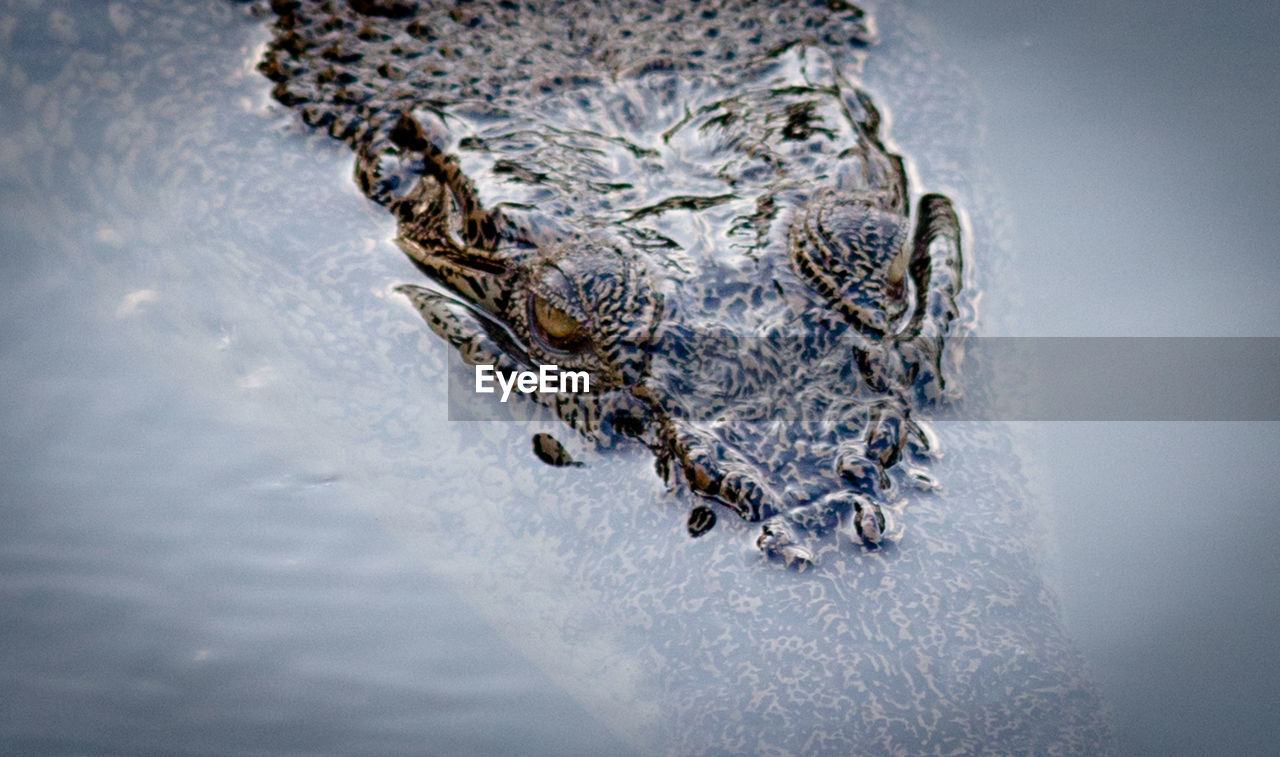 Close-up of crocodile lurking in water