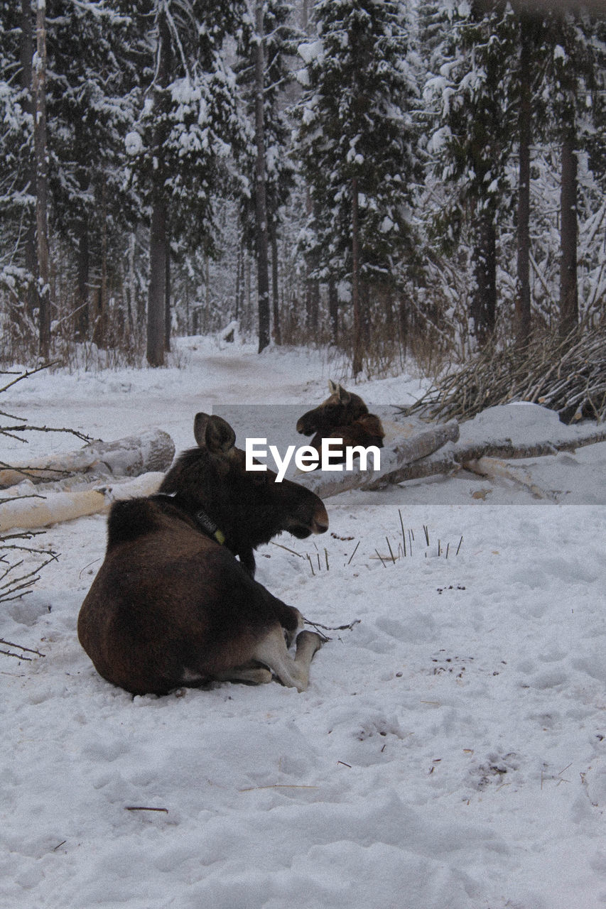 VIEW OF ANIMAL ON SNOW COVERED LAND