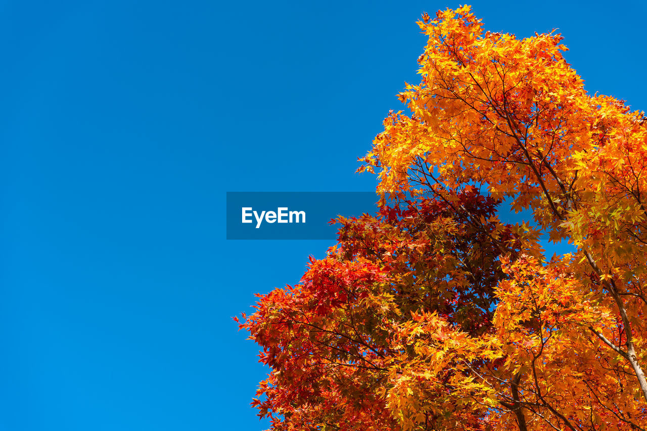 Low angle view of autumnal tree against clear blue sky