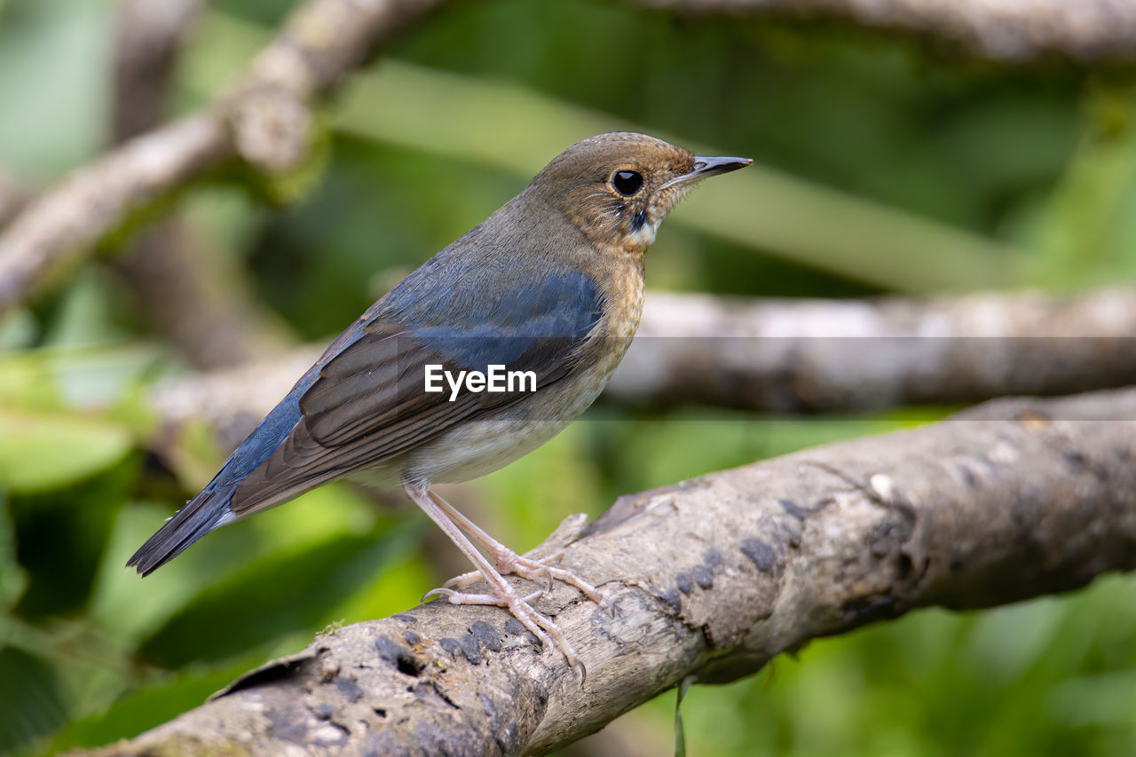 animal themes, animal, animal wildlife, bird, wildlife, one animal, beak, nature, perching, tree, plant, branch, robin, focus on foreground, outdoors, no people, full length, beauty in nature, close-up, day, environment, songbird, forest