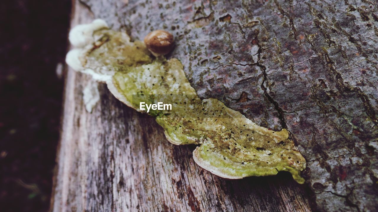 CLOSE-UP OF TREE TRUNK