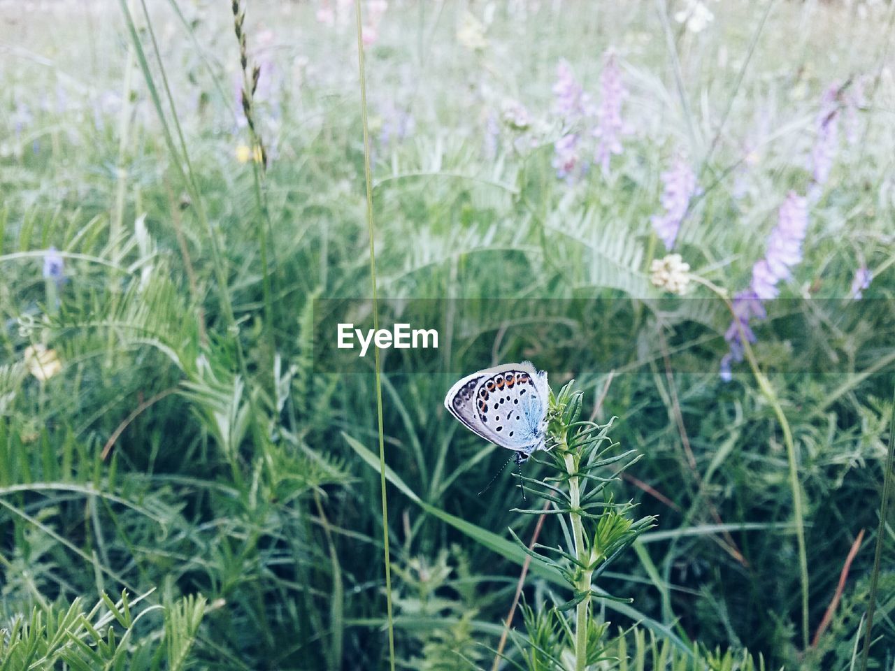 CLOSE-UP OF INSECT ON PLANT