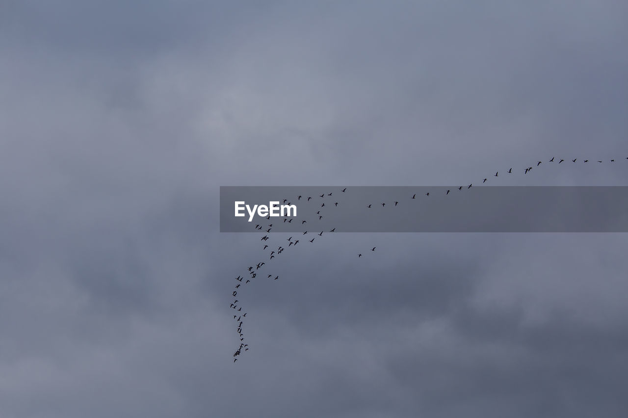 A beautiful scenery with a migratory birds flying above the sea. bird migration in autumn. 