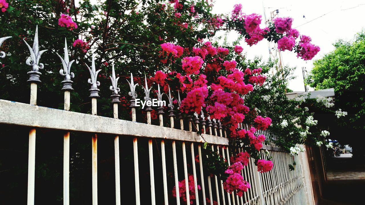 CLOSE-UP LOW ANGLE VIEW OF FLOWER TREE