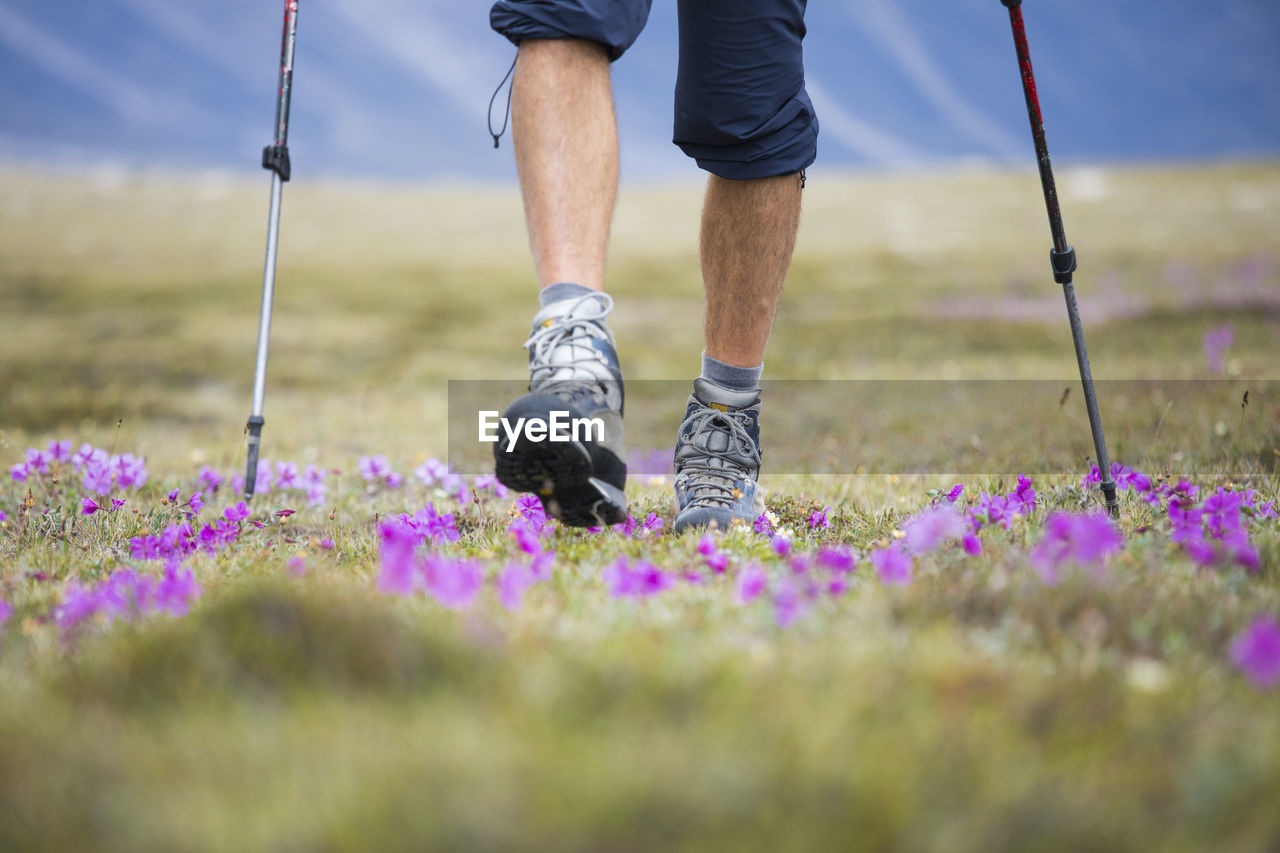 Low angle view of hiker walking through alpine meadow in the acrtic.