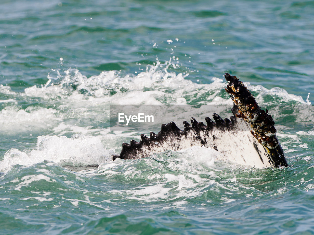 VIEW OF TURTLE IN THE SEA