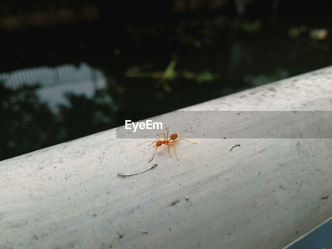 HIGH ANGLE VIEW OF SPIDER ON THE GROUND