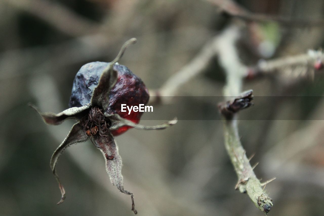 CLOSE-UP OF WILTED ON PLANT