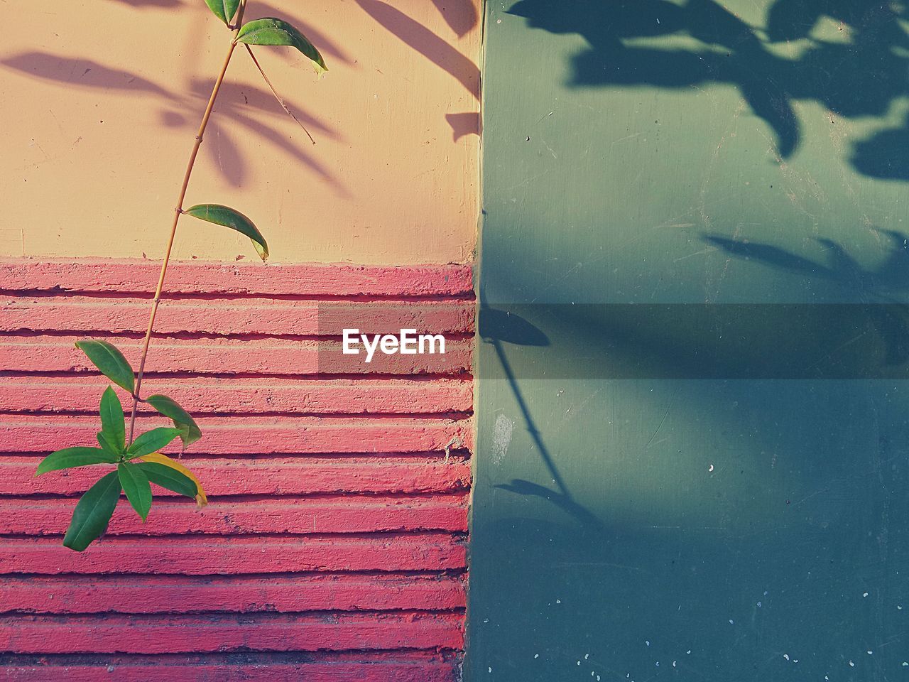 Low angle view of leaves against wall