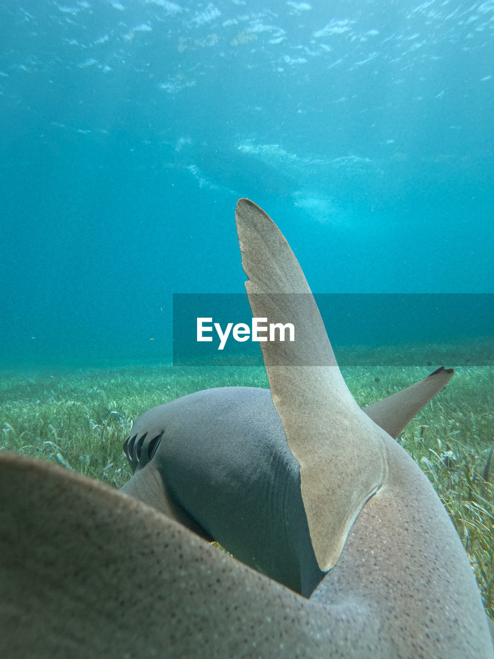 CLOSE-UP OF FISH SWIMMING