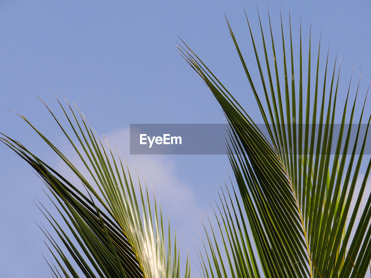 Low angle view of palm tree leaves against sky