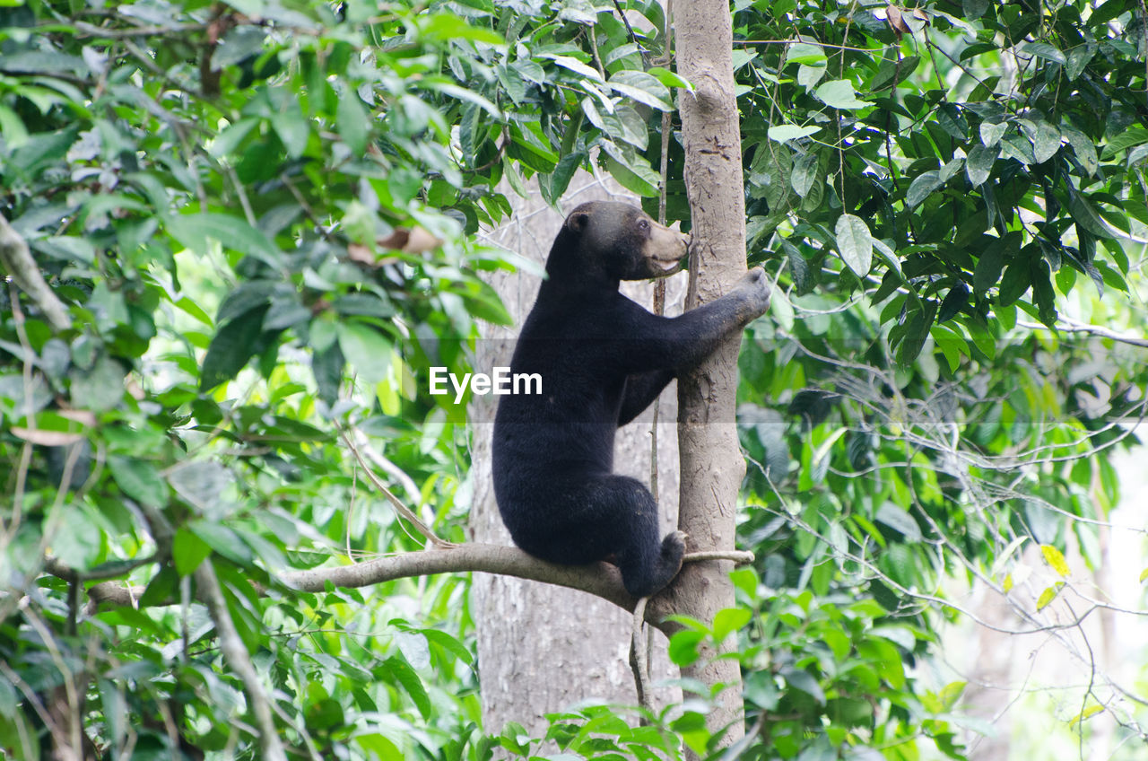 Side view of sun bear sitting on branch