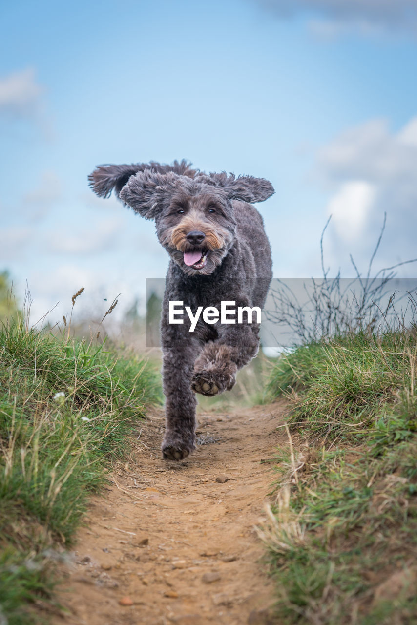 Portrait of dog running on field