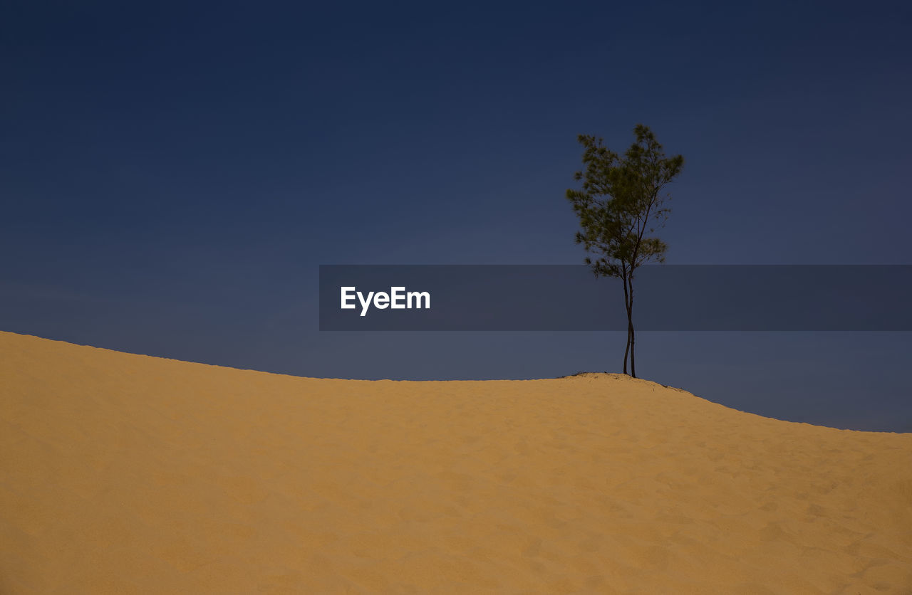 low angle view of trees against clear sky