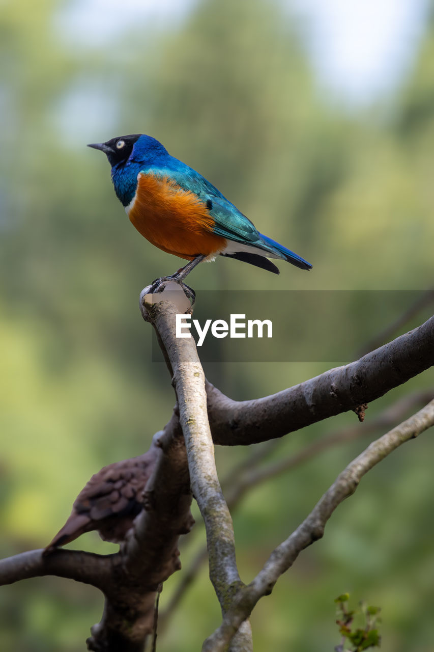 bird, animal themes, animal wildlife, animal, wildlife, one animal, perching, nature, tree, branch, beak, plant, focus on foreground, beauty in nature, no people, full length, outdoors, day, multi colored, kingfisher, songbird, tropical bird