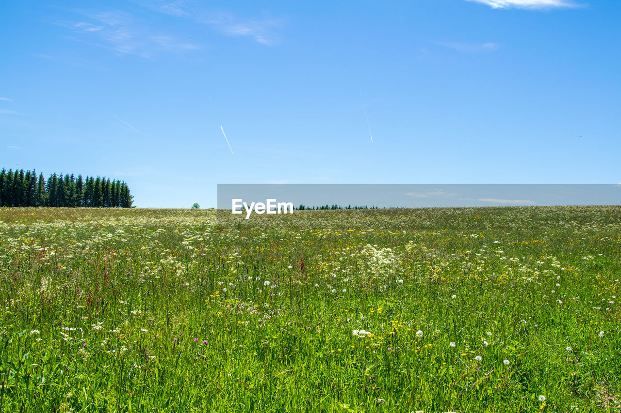 FIELD AGAINST SKY