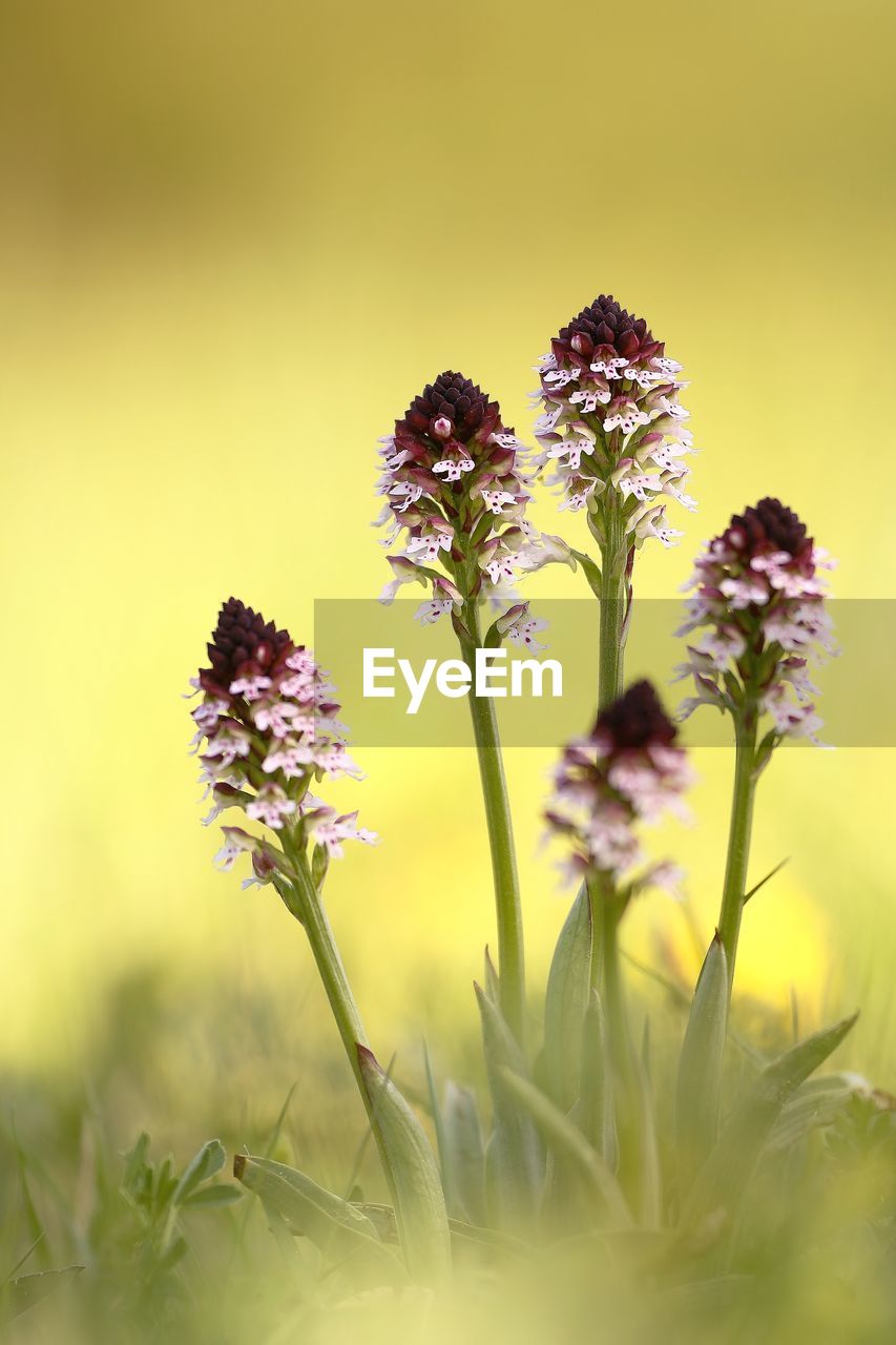 CLOSE-UP OF FLOWERING PLANT ON FIELD