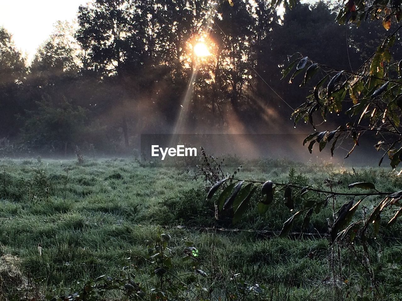 Trees on grassy field during sunset