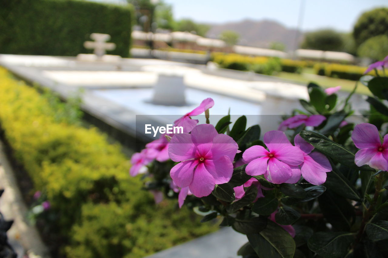 PINK FLOWERS BLOOMING OUTDOORS