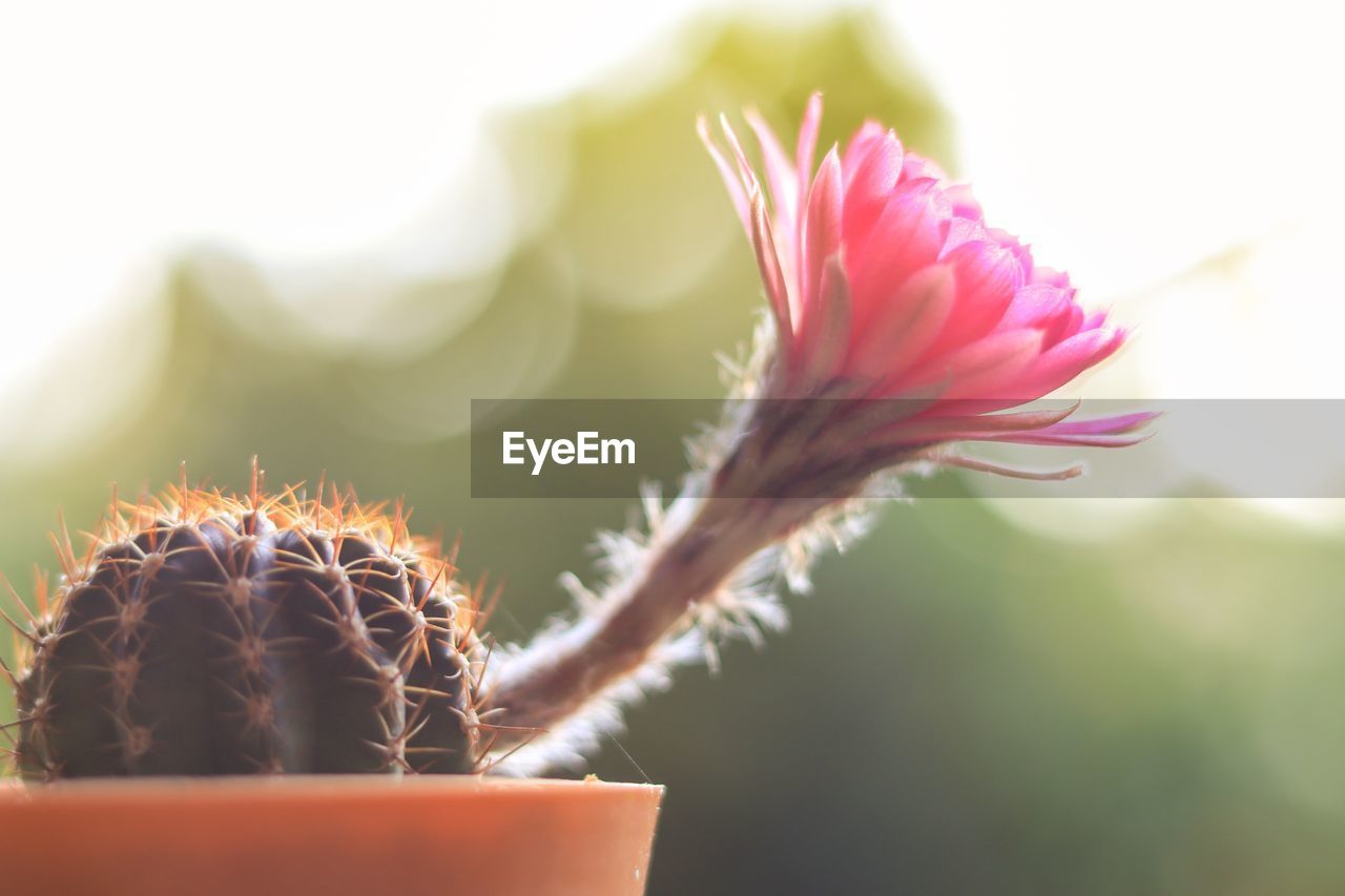 Close-up of cactus flower pot