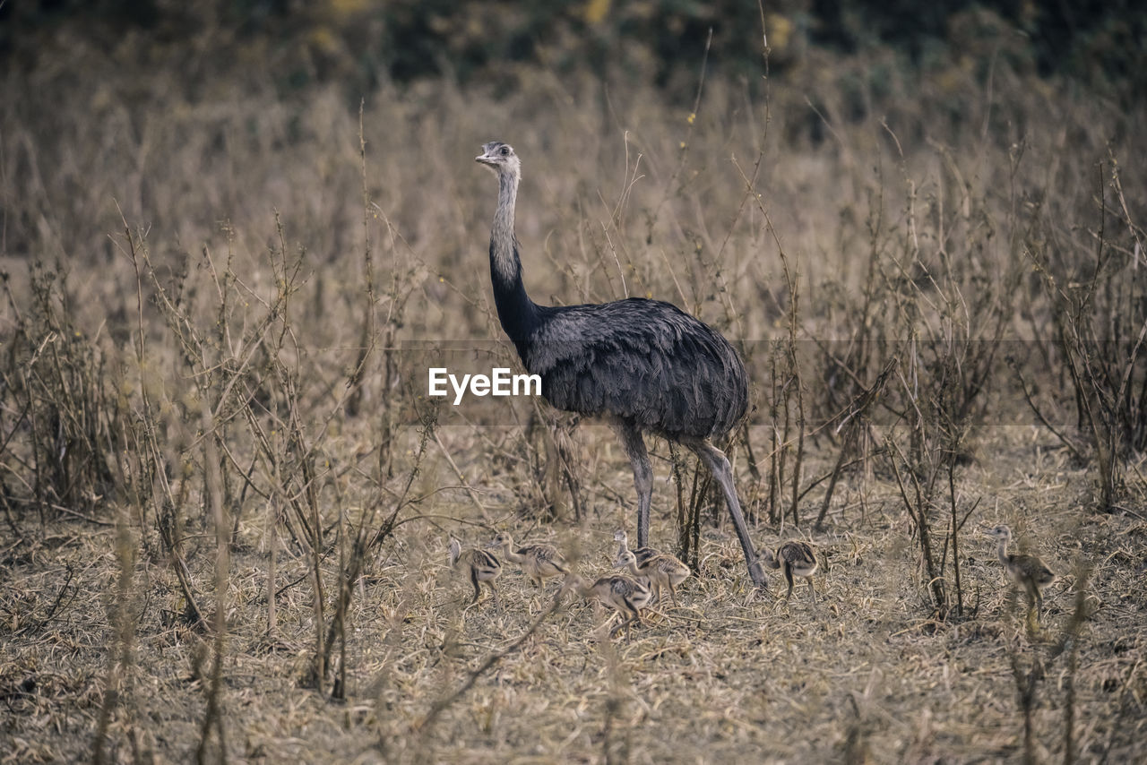 animal, animal themes, animal wildlife, wildlife, bird, one animal, ostrich, nature, no people, grass, plant, ratite, safari, tourism, outdoors, full length, prairie, day, environment, plain, walking, standing, travel destinations