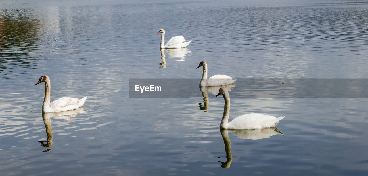 HIGH ANGLE VIEW OF SWAN SWIMMING IN LAKE