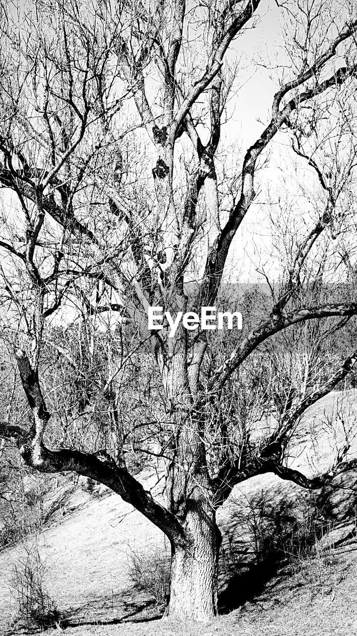 LOW ANGLE VIEW OF BARE TREE BRANCHES DURING WINTER