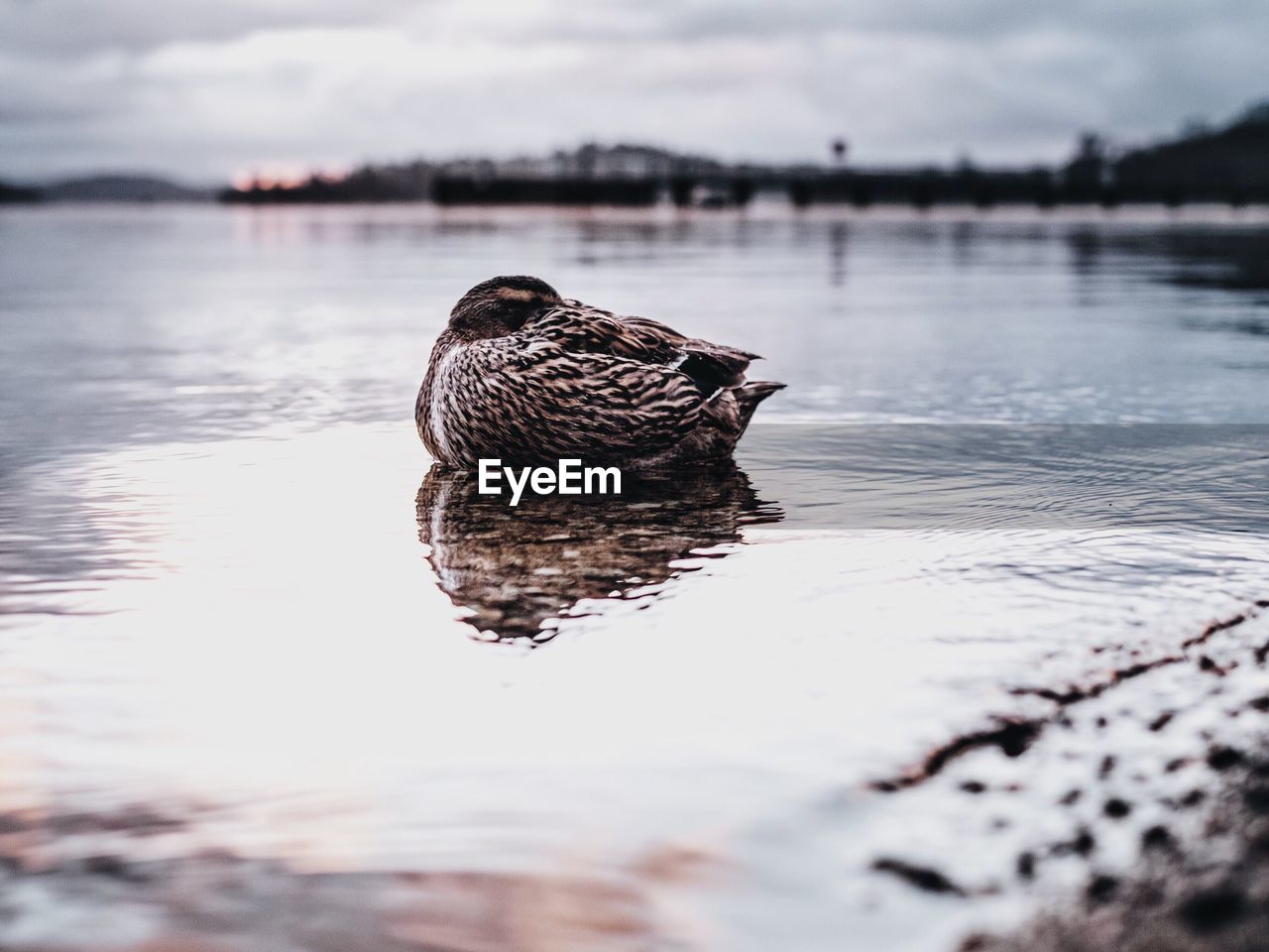 Mallard duck relaxing in lake