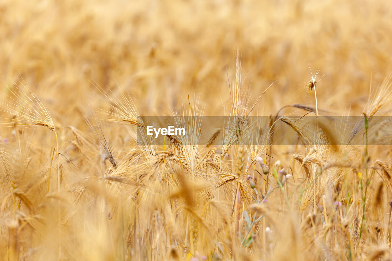 food, crop, agriculture, cereal plant, plant, landscape, field, rural scene, land, wheat, food grain, gold, growth, nature, farm, close-up, barley, rye, summer, beauty in nature, environment, backgrounds, no people, food and drink, harvesting, selective focus, scenics - nature, outdoors, yellow, prairie, ripe, autumn, grass, tranquility, seed, brown, sunlight, day, corn