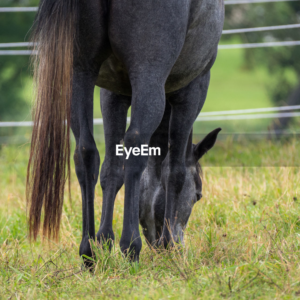 Grazing horse from behind