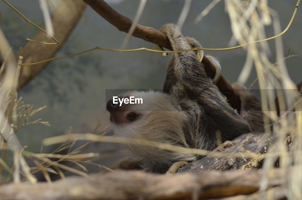 Sloth lazily clinging to tree branches.