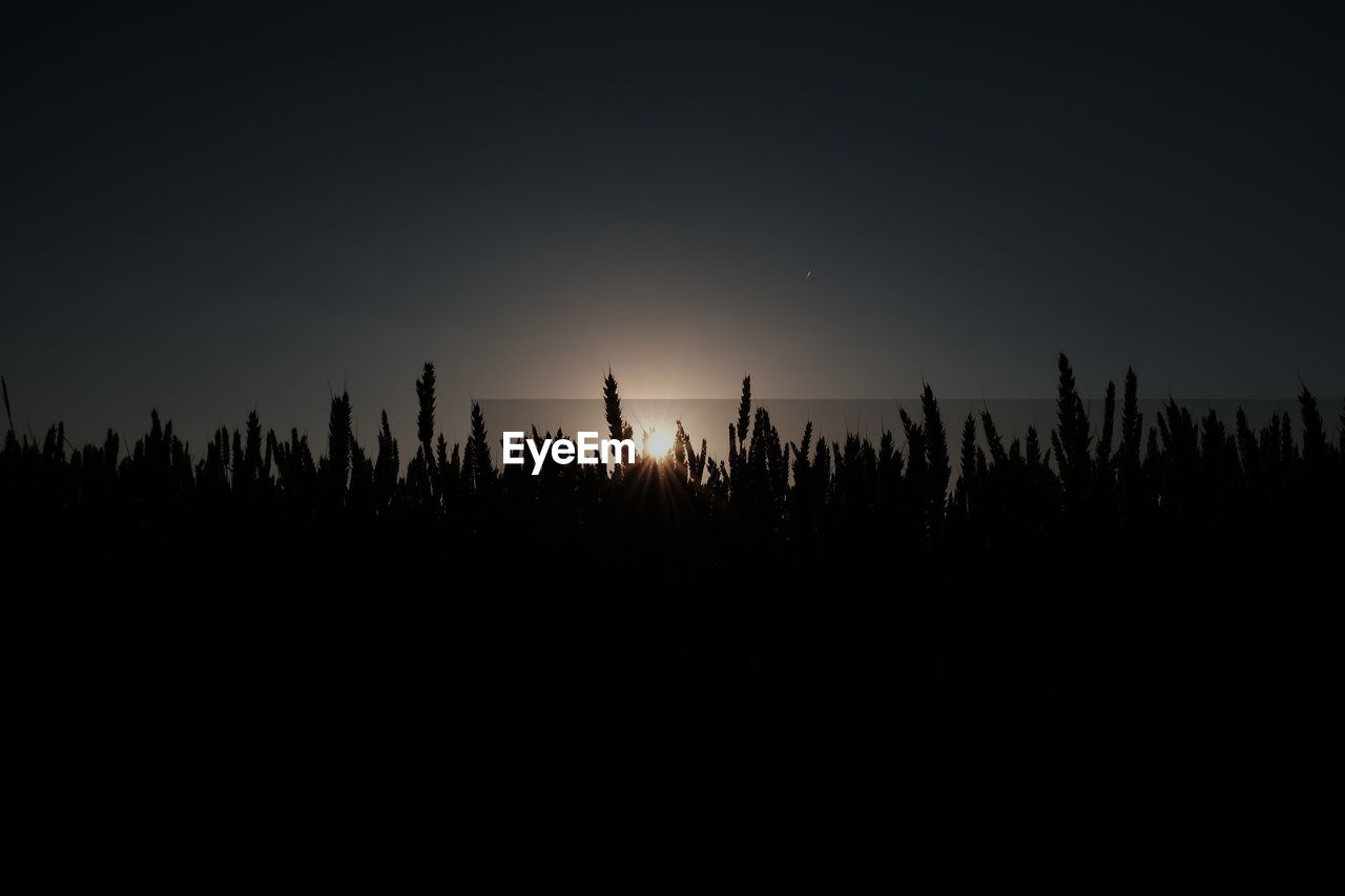 Silhouette cereal plants against clear sky during sunset