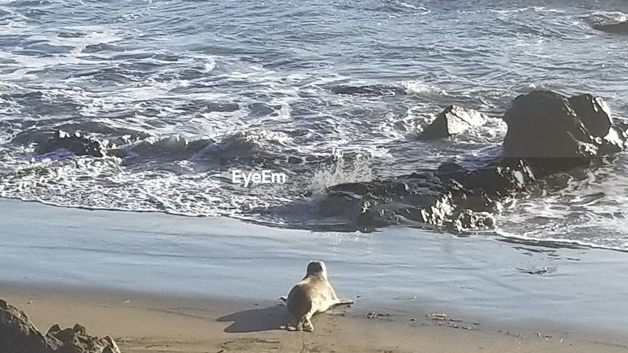 SEAGULL PERCHING ON BEACH