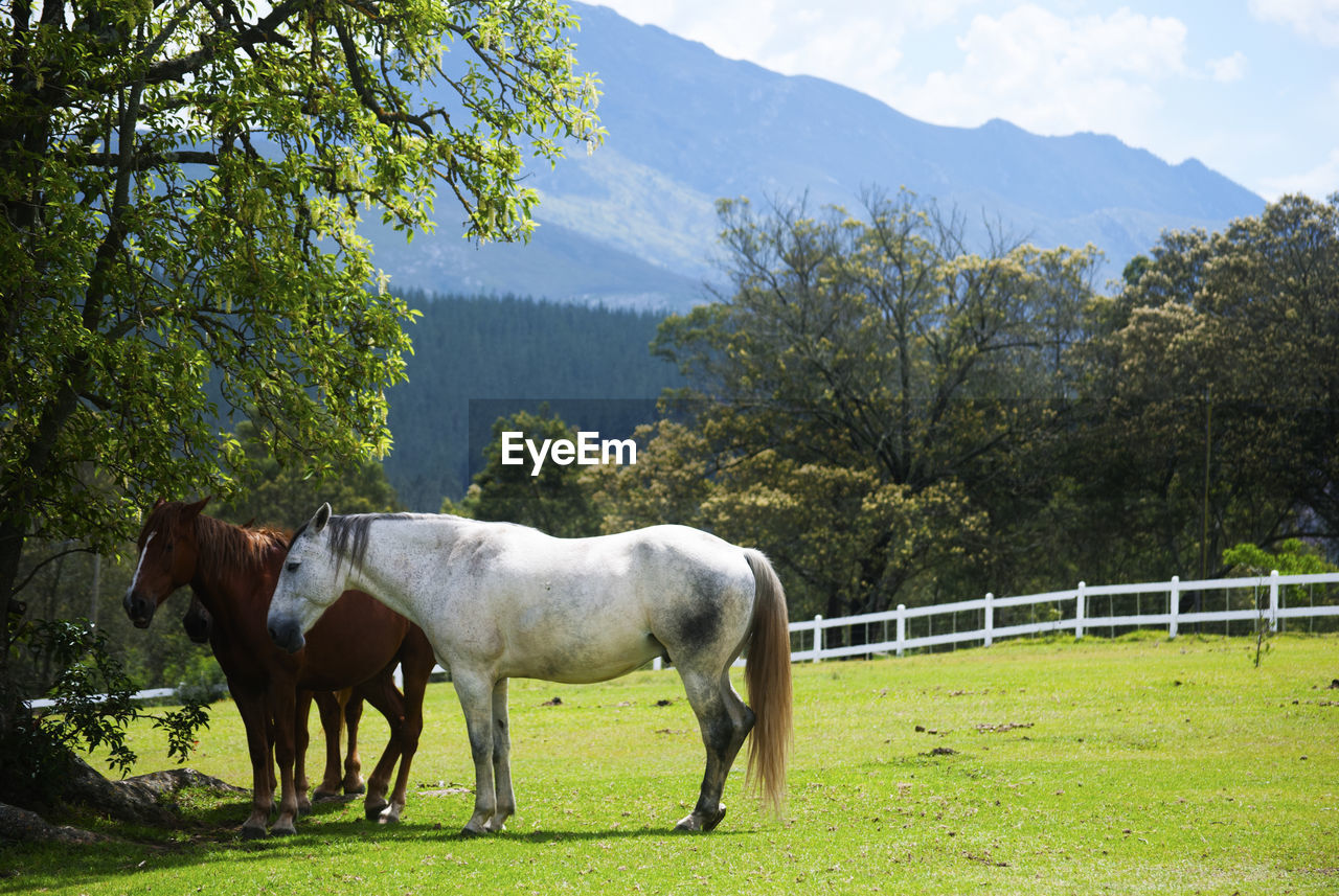 Horses in the field