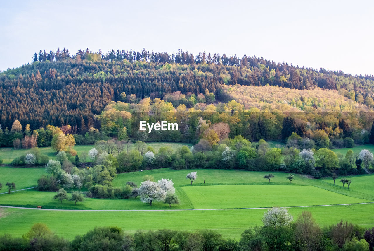 SCENIC VIEW OF TREES ON LANDSCAPE AGAINST SKY